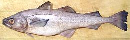 Whole Alaska Pollock Fish