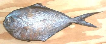 Whole Pacific Pomfret