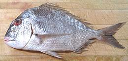 Whole Red Seabream 02e