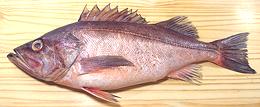 Whole Bococcio Rockfish 03e