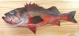 Whole Mexican Rockfish 03e