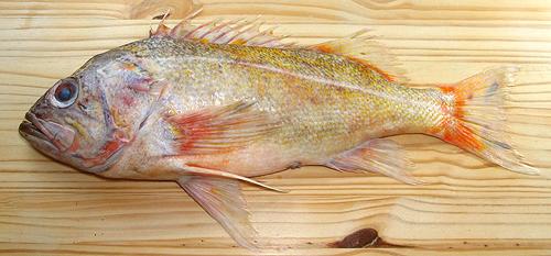 Whole Canary Rockfish