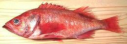 Whole Pacific Ocean Perch 04e