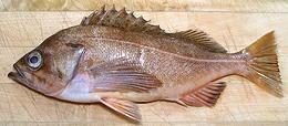 Whole Speckled Rockfish 03e