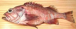 Whole Rougheye Rockfish