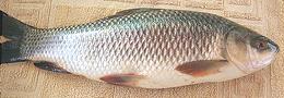 Whole Rohu Carp 01e