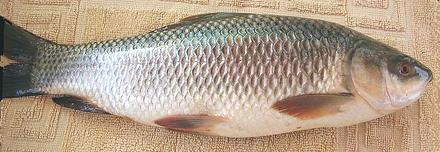 Whole Rohu Carp