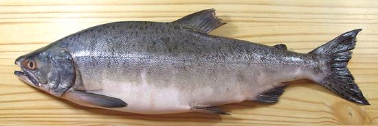 Whole Pink Salmon