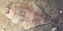 Pacific Sanddab e