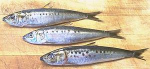 Whole California Sardines