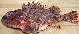 Scorpionfish