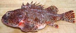 Whole California Scorpionfish 11e