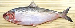 Whole American Shad