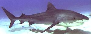 Live Tiger Shark