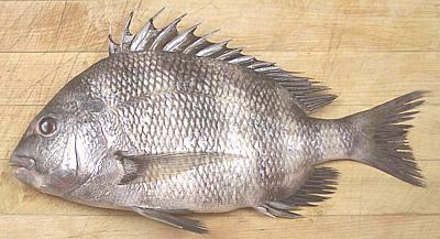 Whole Sheepshead Seabream