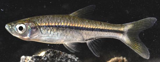 Live Silver Rasbora