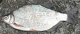 Silver Bream 01c