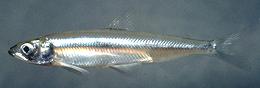 Live Delta Smelt