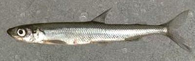 European Smelt