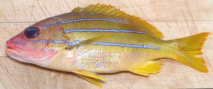 Whole Bluestripe Snapper Fish