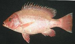 Whole Crimson Snapper