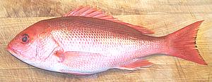 Whole Red Snapper