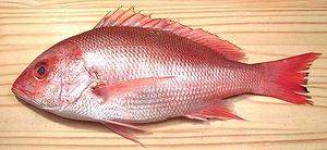 Pacific Red Snapper