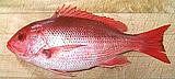 Silk Snapper