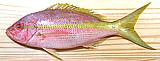 Yellowtail Snapper