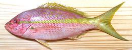 Whole Yellowtail Snapper 04e