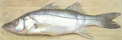 Black Snook