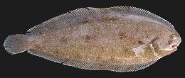 Common Sole