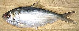 Sardine