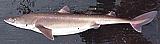 Spiny Dogfish