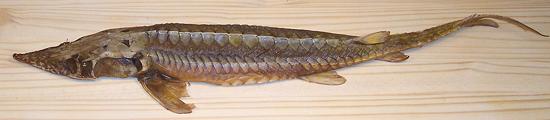 Whole Smoked Sturgeon