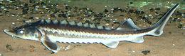 Live Danube Sturgeon 01e