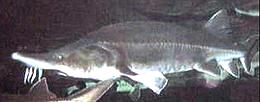 Live Huso Sturgeon