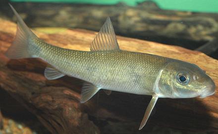 Live White Sucker swimming