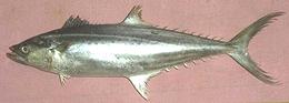 Indo-Pacific King Mackerel