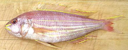 Whole Golden Thread Fish