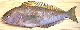 Ocean Whitefish