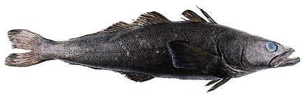 Whole Fish