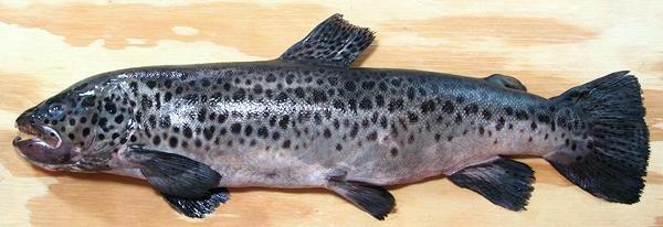 Whole Lake Sevan Trout