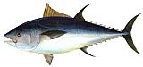 Bluefin Tuna