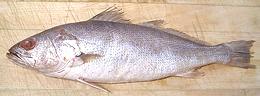 Whole King Weakfish