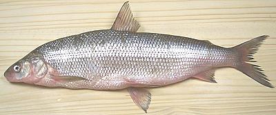 Whole Whitefish