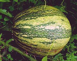 Whole West Indian Pumpkin