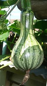 Green and White Striped Cushaw Squash