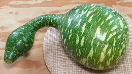 Green and White Cushaw Squash