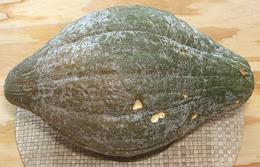 Green Hubbard Squash